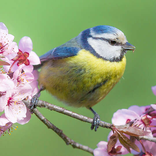 themenwelt vogel kachel blaumeise 540x540